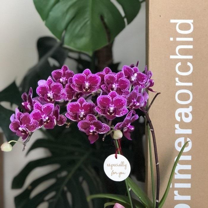 Gambar Double Mini Orchid - Beau Ready Stock/Pre-Order dari Primera Studio undefined 5 Tokopedia