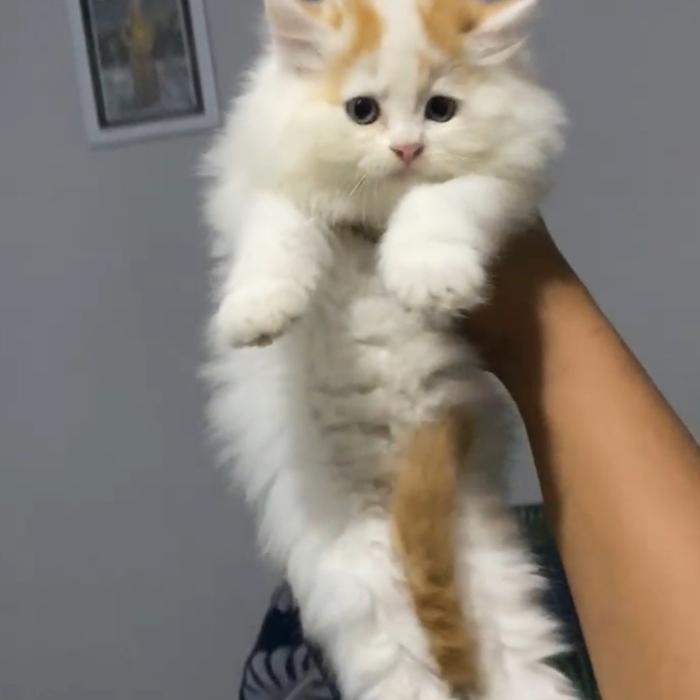 Gambar Persia Longhair Putih Oren Jantan Imut dari Nekopethouse - Adopsi Kucing undefined Tokopedia