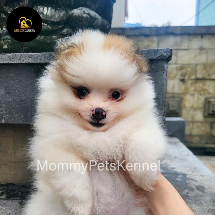Fluffy Baby Pomeranians For Sale Near Me Baby Little Pomeranian