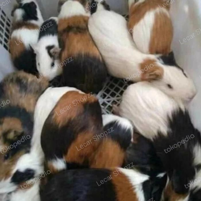 Gambar MARMUT INDUKAN HIDUP LOKAL AMERICAN GUINEA PIG [MINIMAL ORDER 1 EKOR] dari Lecar Shopzz undefined Tokopedia