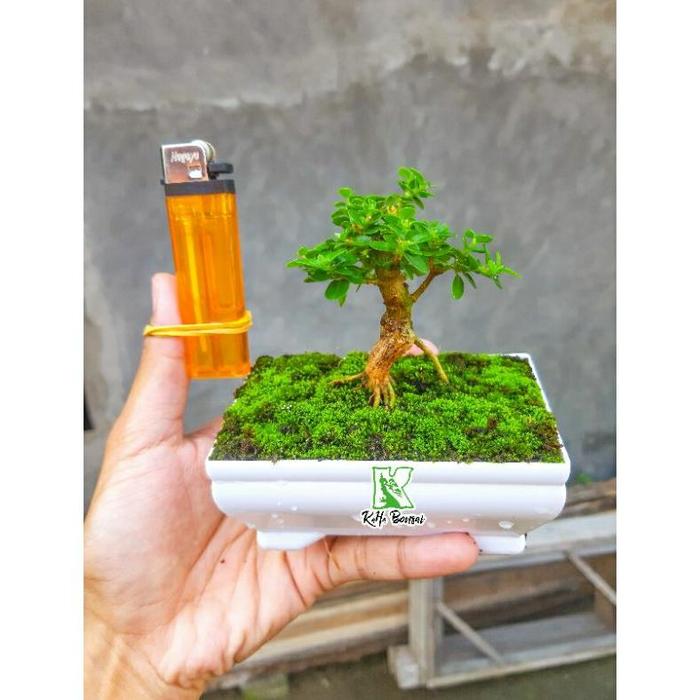 Gambar Tanaman Hias Bonsai Sancang Siap Pajang Free Pot Foto Asli Bibit Sancang Bahan Sancang Bibit Bonsai Sancang Bahan Bonsai Sancang Program Akar Sancang Varigata Sancang Farigata Sancang Meliuk Sancang Prokar Sancang Jadi Sancang Kontes - Amlikina - Sancang 3 dari AMLIKINA STORE undefined Tokopedia
