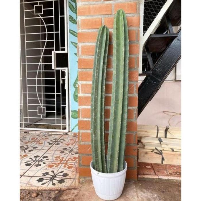 Gambar tanaman hias kaktus koboi ukuran 1meter REALPICT/ Cactus Coboy / kaktus hidup / kaktus Belimbing / bunga kaktus - ukuran 90-100cm dari WD CIBIE undefined Tokopedia