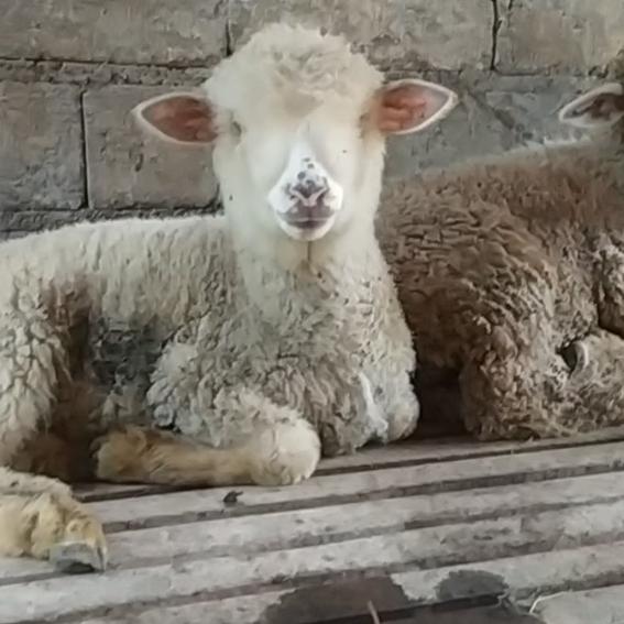 Gambar Sepasang Domba Merino Lepas sapih dari Kandang Domba Merino undefined Tokopedia