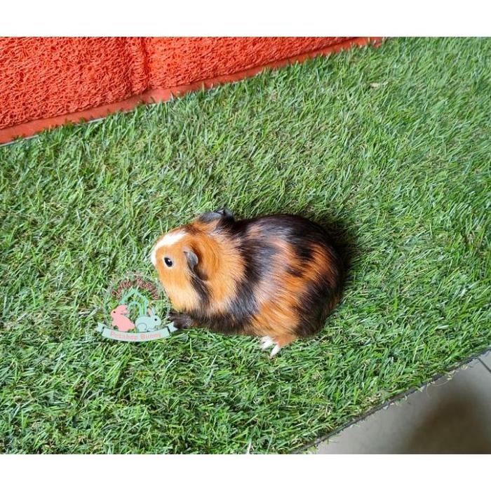 Tikus Belanda Harga Guinea Pig Guinea Pig Gp American Cavy Cavvy