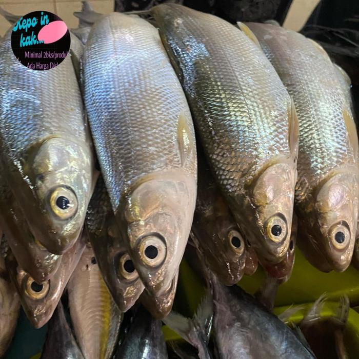 Gambar Ikan Bandeng Sedang Segar Fresh 1 Kg - 500 gram dari BINTAN Frozen Foods undefined Tokopedia