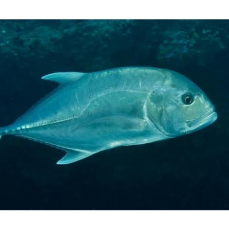 Gambar ikan Giant Trevally full air tawar predator tankmate GT pure dari Akagi AquaTech undefined Tokopedia