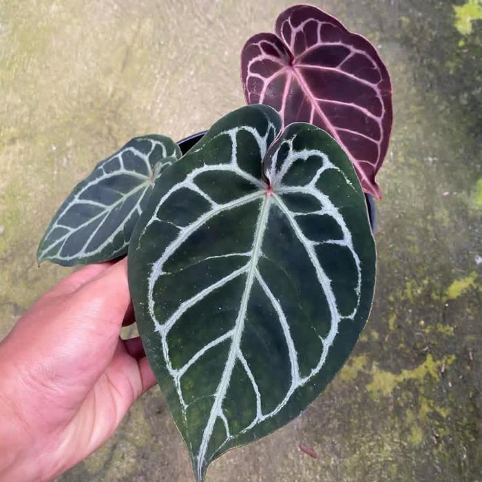 た*き様 アンスリウム King of Spades x Red Crystal た*き様 アンスリウム King of Spades x Red Crystal T*S様