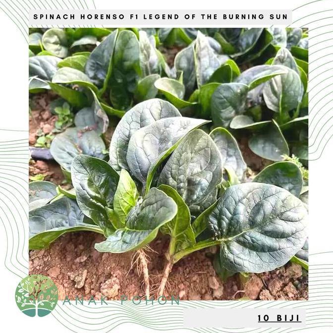 Gambar Benih Bibit Biji - Bayam Horenso F1 Legend of the Burning Sun Spinach murah - 10 Biji dari Berkahjaya 21 undefined Tokopedia