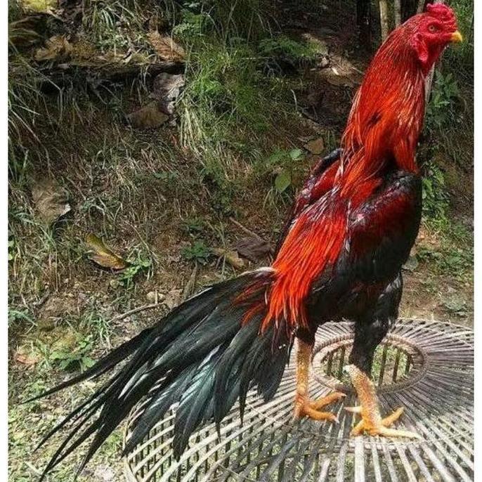 Gambar TELUR VERTIL AYAM BANGKOK EKOR LIDI ORIGINAL - Pejantan 1, Pejantan uk6_7 dari SunStory1 undefined Tokopedia