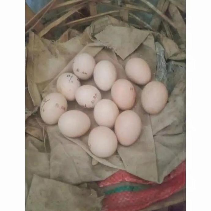 Gambar TELUR AYAM HUTAN HIJAU ORI ASLI MURAH VERTIL dari SunStory1 undefined Tokopedia