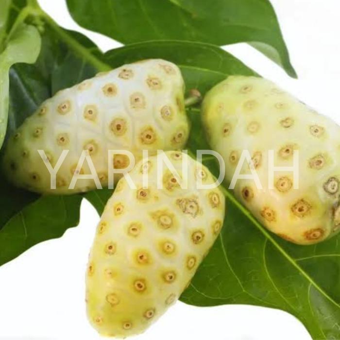 Gambar Buah Mengkudu Buah Pace Segar (harga per 5 buah) - Matang (Kuning) dari YARINDAH E-STORE undefined Tokopedia