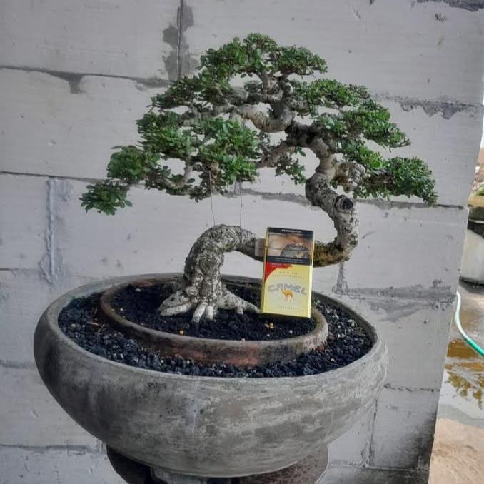 Gambar bonsai santigi small liukan extreme dari TURNIP'S UYEAAAAAAAH undefined Tokopedia