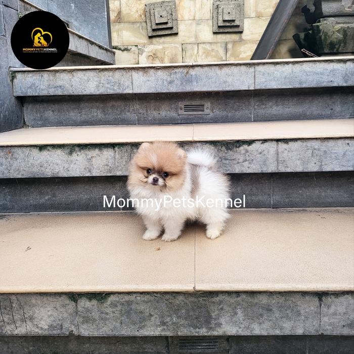 Jual Anjing Teacup Dog Jual Mini Pom Jual Anjing Teacup Pom