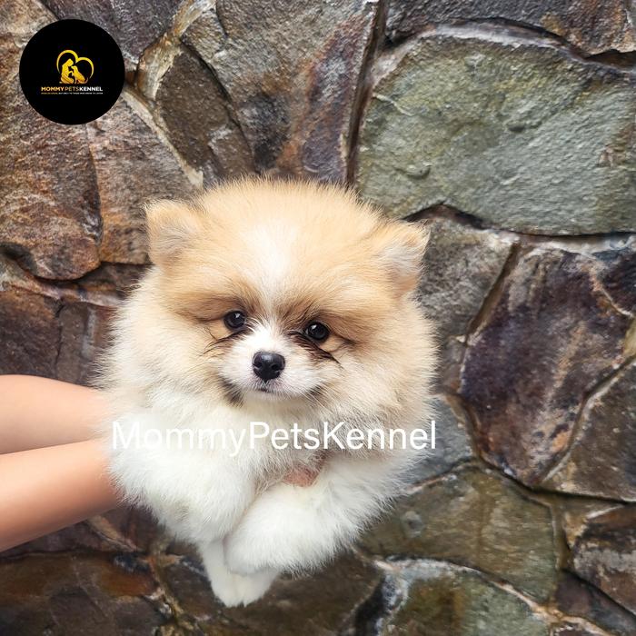 Pomeranian Puppies Jual Mini Pom Fluffy Mini Pom For Sale Pomeranian For  Sale In The City Of Porto