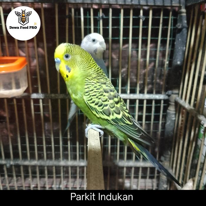 Parakeet Exhibition Budgies Olx Red Eye Budgies 2025
