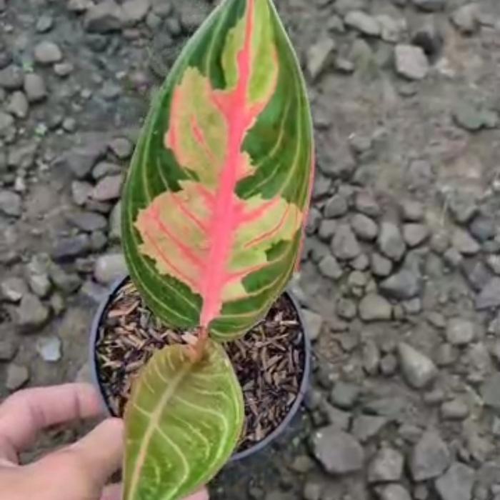 Gambar Tanaman hias aglaonema aglonema crown of siam dari Muhammad Denis undefined Tokopedia