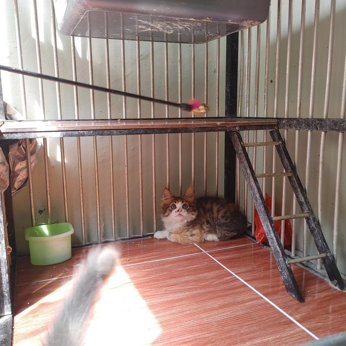 Gambar kucing kitten persia medium blue solid, silver, calico - calico betina 2 dari Lumost undefined Tokopedia