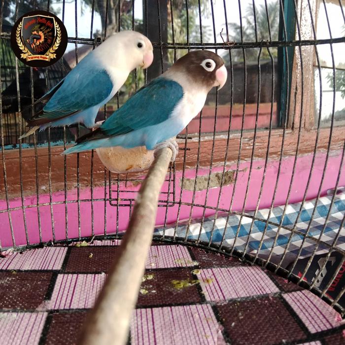 Gambar burung love bird biru warna cantik pasangan real pick dari Ipank Betta flower shoop undefined Tokopedia