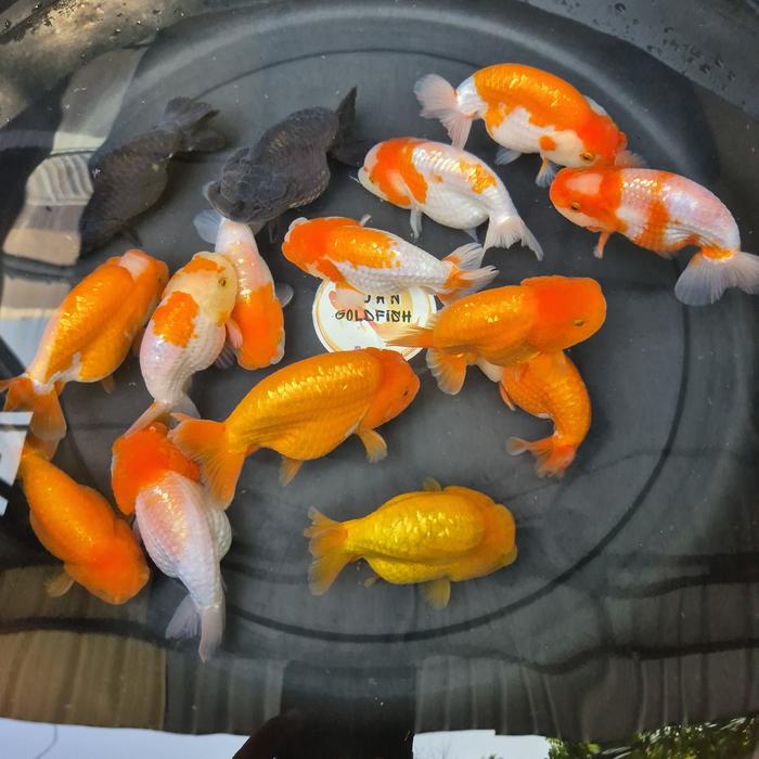 Gambar Ikan Mas Koki Ranchu Lionhead / Lionchu Size 11-12 cm dari Cuan Goldfish undefined Tokopedia