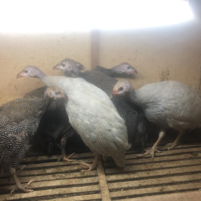 Gambar Ayam hias / Ayam Mutiara / anakan usia muda / ayam afrika dari OB lure undefined Tokopedia