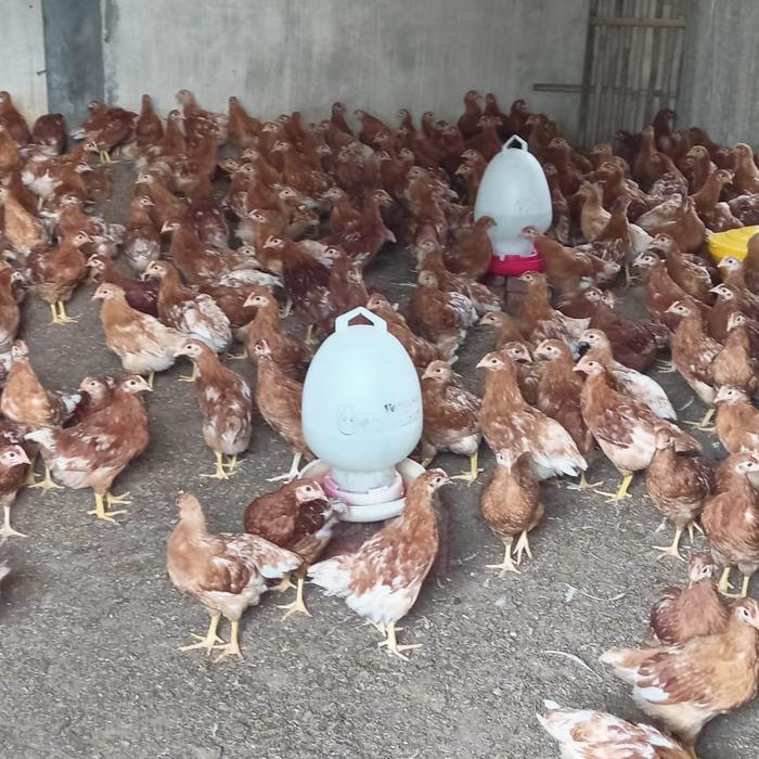 Gambar DOC LAYER/BIBIT AYAM PETELUR dari BerkahJayafarm undefined Tokopedia