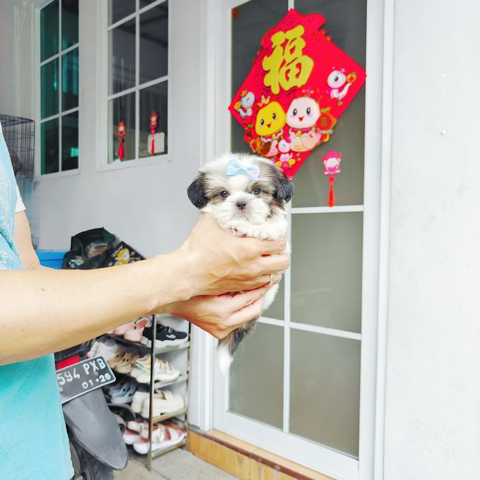 Jual super mini shihtzu cebol pesek lucu sitshu shihtsu shitzu