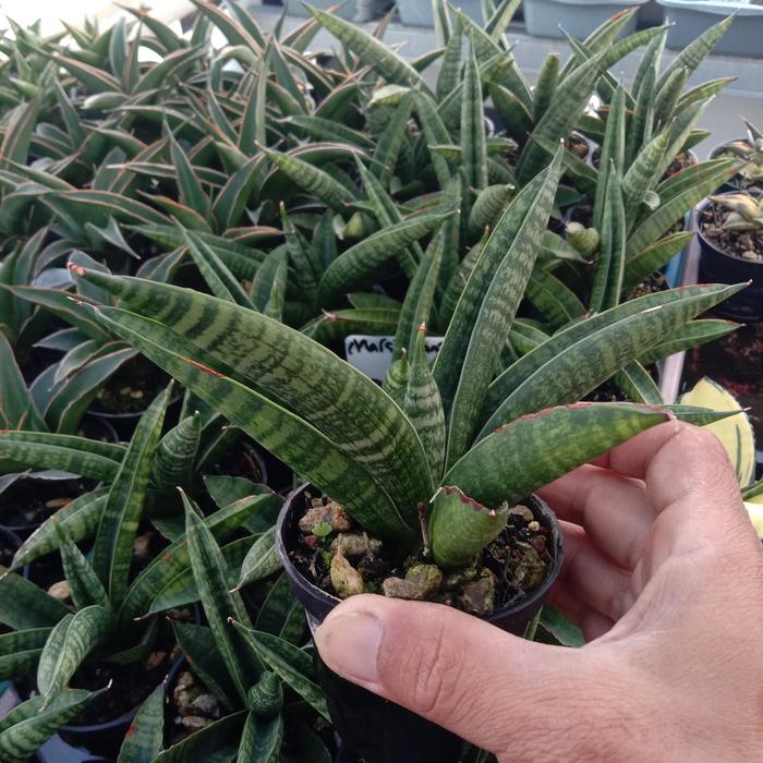 sansevieria marsha anjani varigata irit - S di Nathania Plant | Tokopedia