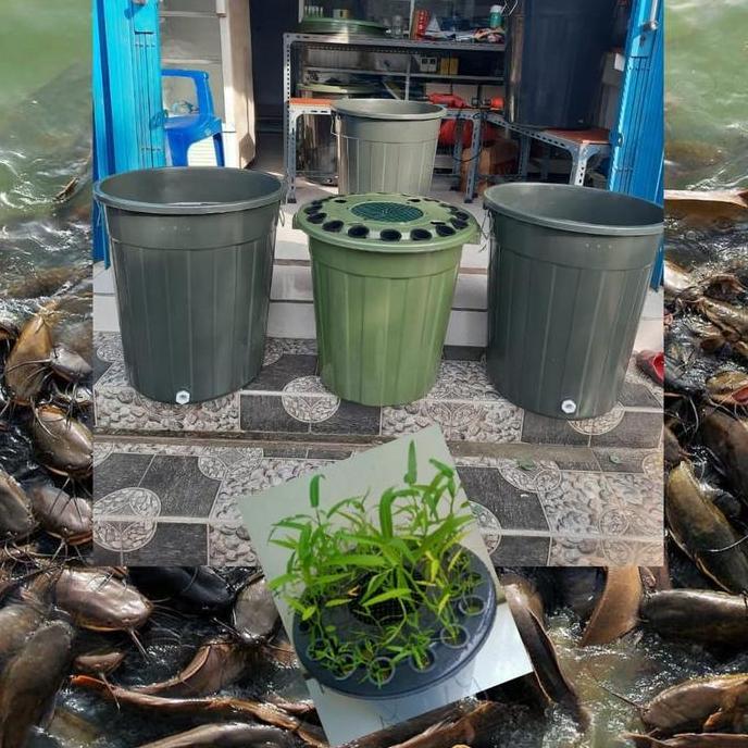 Gambar Bak Ember Budidaya Lele & Semai Kangkung 80 Liter Mudah Menguntungkan - PAKET A dari Casildashop01 undefined Tokopedia