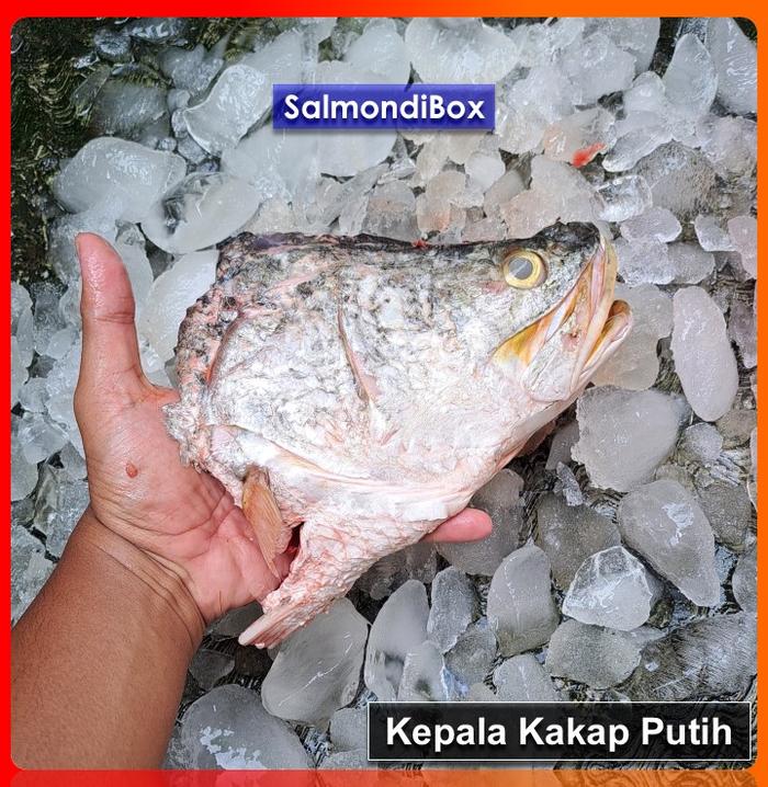 Gambar Fillet Kakap Putih / Baramudi Fresh | Kemasan - Kepala dari SalmondiBox Bekasi undefined Tokopedia