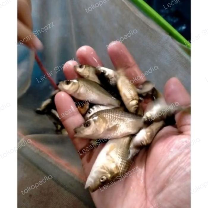 Gambar IKAN MAS HIDUP PAKAN PREDATOR dari Lecar Shopzz undefined Tokopedia