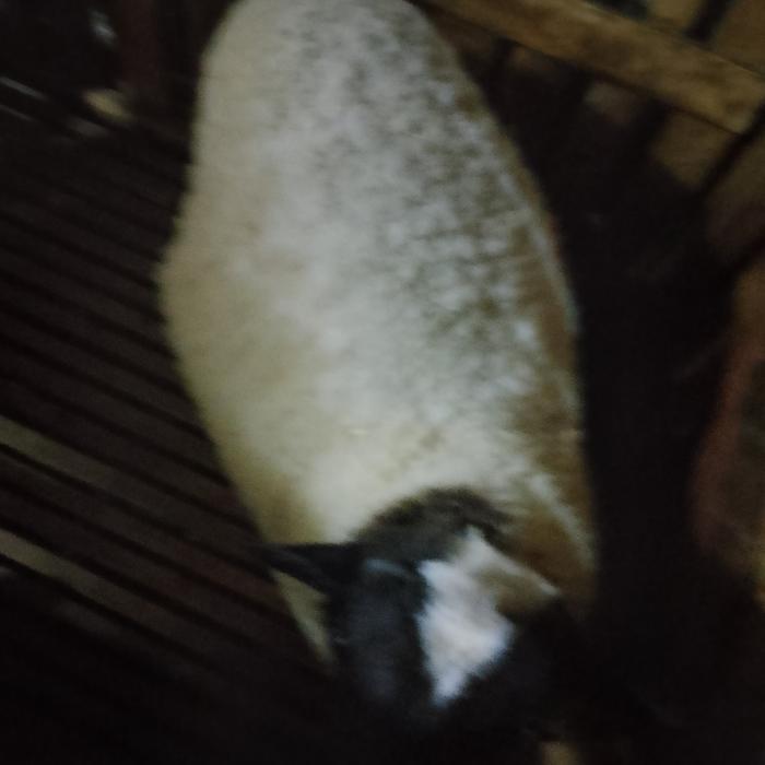 Gambar domba dorper domba suffolk domba texel domba merino dari alfarizihorse undefined Tokopedia