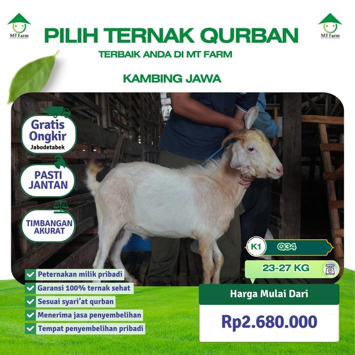 Gambar Hewan Qurban Kambing Hewan Kurban Kambing Jawa Randu MT Farm - K1 23-27 kg dari OUTLET MT FARM BOGOR undefined Tokopedia