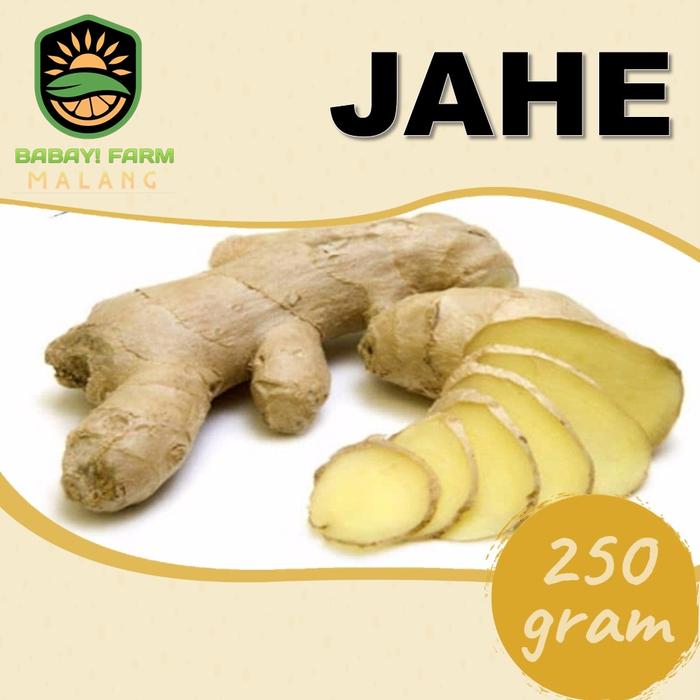 Gambar Jahe Gajah Emprit Segar 500 gr / 1 kg Lokal - 250 gram dari Babay Farm Malang undefined Tokopedia