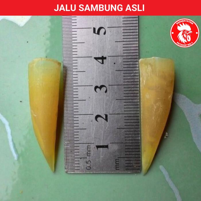 Gambar Jalu Sambung / Taji Ayam Sambung Asli / Penyambung Jalu - Jalu Sambung 1 cm dari Sahabat Ayam Poultry Shop undefined Tokopedia