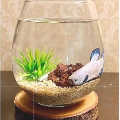 Gambar (The Ham's) AKUARIUM MINI BULAT AESTHETIC / TANK CUPANG / AQUARIUM GUPPY / AQUASCAPE UNIK - Fullset A dari The Hams undefined 3 Tokopedia