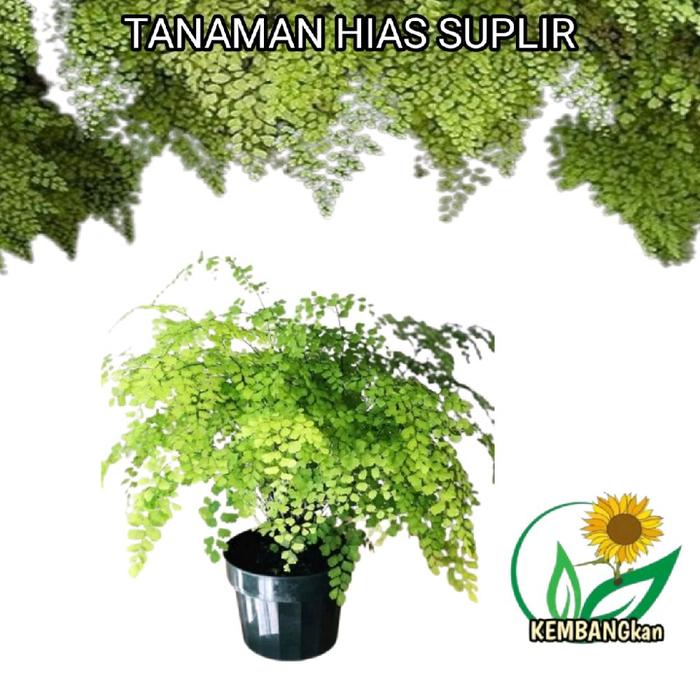 Gambar Tanaman hias paku suplir - tanaman suplir - pohon suplir - tanaman paku - paku - suplier dari KEMBANGkan undefined Tokopedia