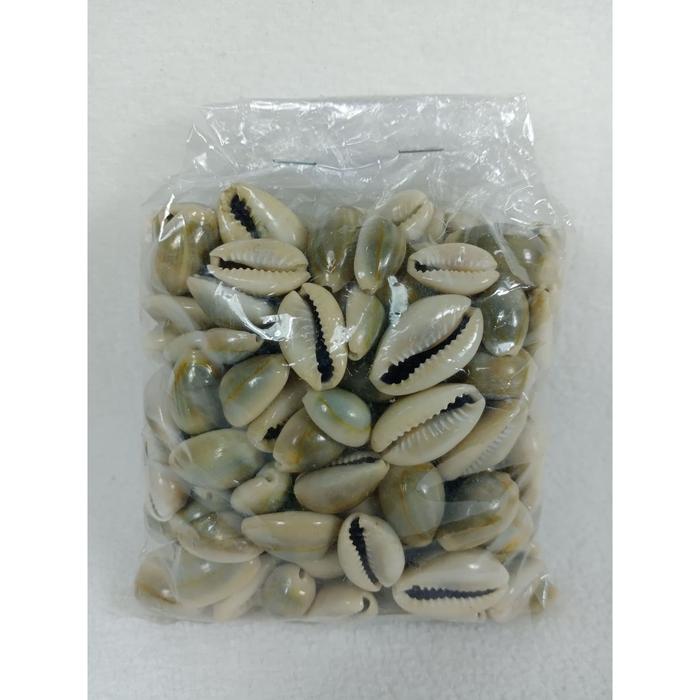 Gambar 100 Gram Kewuk Abu - Kuwuk Abu - Biji Kerang Congklak - 1pc Kewuk Abu 100gram dari Pelangi Mainan undefined Tokopedia
