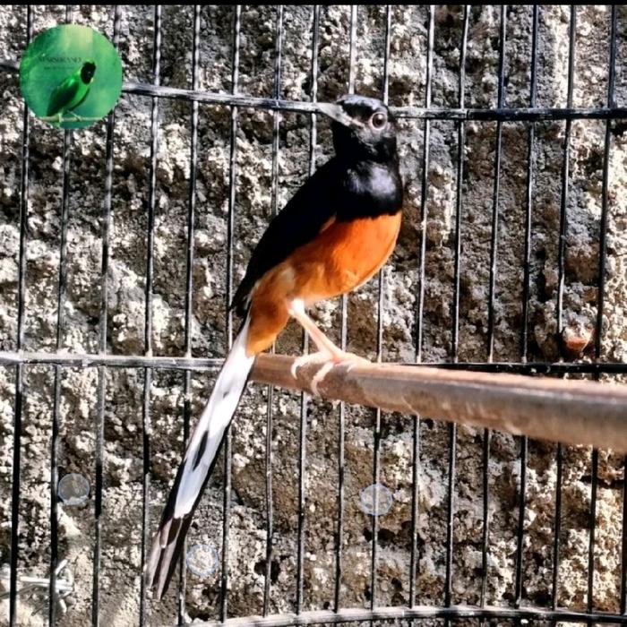 Gambar Murai batu muda hutan Gacor Dor Fullset dari MarsBrand Bird undefined Tokopedia