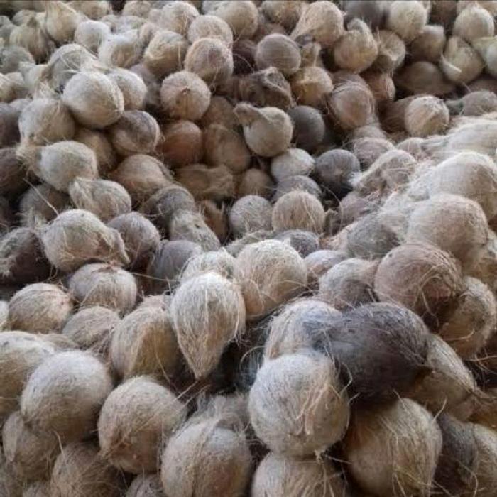 Gambar jual kelapa kupas tua per 1 buah/perbutir Makanan dari Paradiseonline01 undefined Tokopedia
