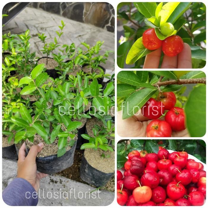 Gambar Bibit Tanaman Buah Ceri Vietnam / Hanoy Cherry TOB1 dari Berkahh408 undefined Tokopedia