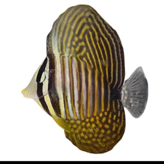 Gambar IKAN HIAS AIR LAUT KERANJANG PADANG - S dari marsadi undefined Tokopedia