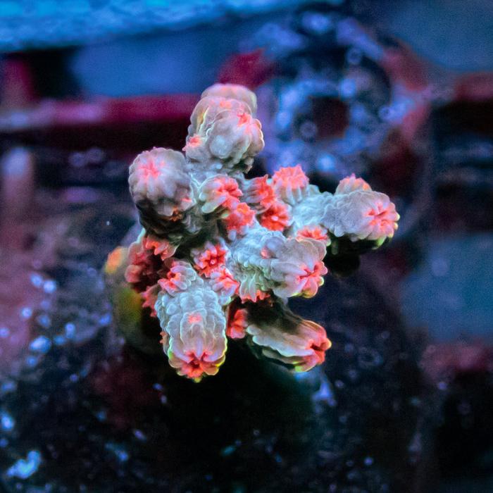 Gambar Green Pink Branching Cyphastrea Frag dari Dago Reefer undefined Tokopedia