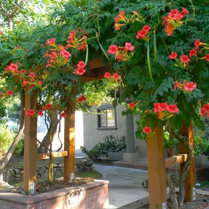 Gambar Benih Bibit Bunga Rambat Terompet Trumpet Trompet Creeper Vine 15 biji dari Dahlia Farm undefined Tokopedia