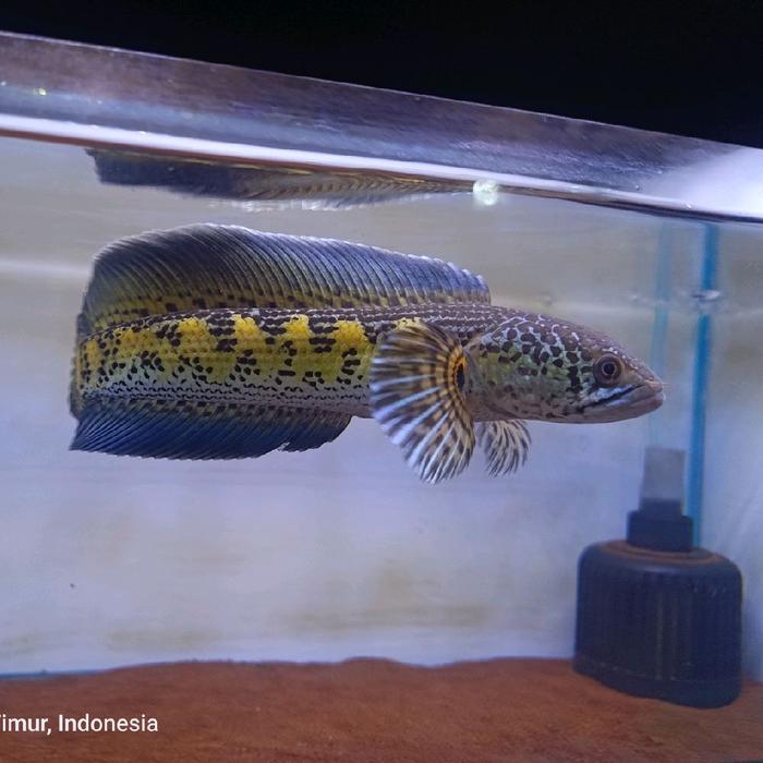 Gambar Channa auranti dorpol cb dieng dari Channa HR Aquatic undefined Tokopedia