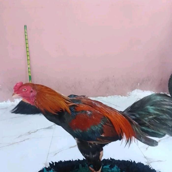 Gambar ayam bangkok jantan wiring kuning - merah hitam, Besar kecil sedang dari maz herrex undefined Tokopedia