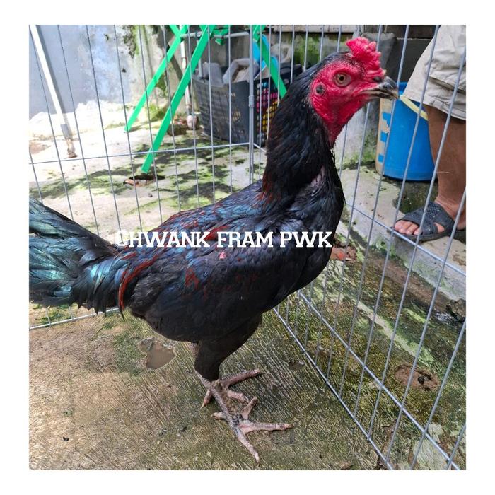 Gambar Ayam muda pamakhoy trah import black bull dari Lingkar Teknik Mandiri undefined Tokopedia