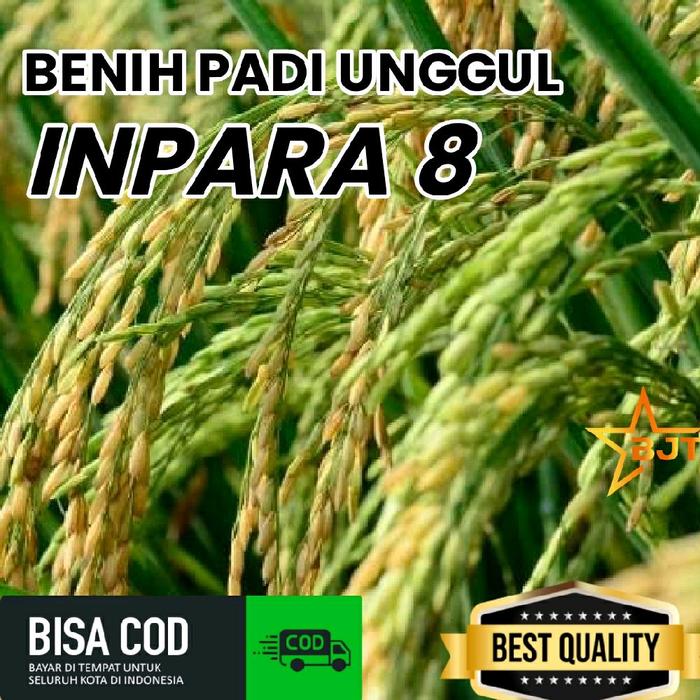 Gambar BENIH PADI UNGGUL (INPARA 8) KEMASAN 1KG ORIGINAL DAN BERKUALITAS dari Beng jaya tani undefined Tokopedia