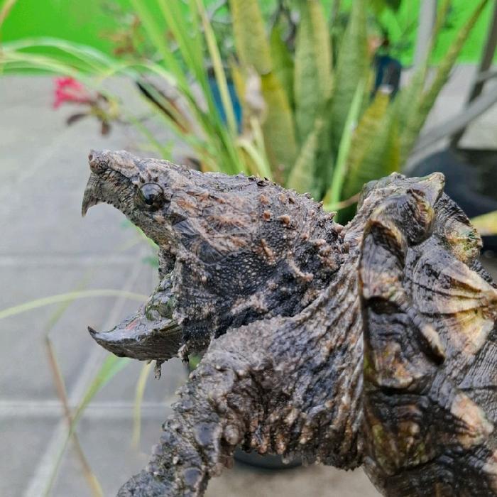 Gambar Kura kura AST    Alligator Snapping Turtle dari Andy. Co undefined Tokopedia