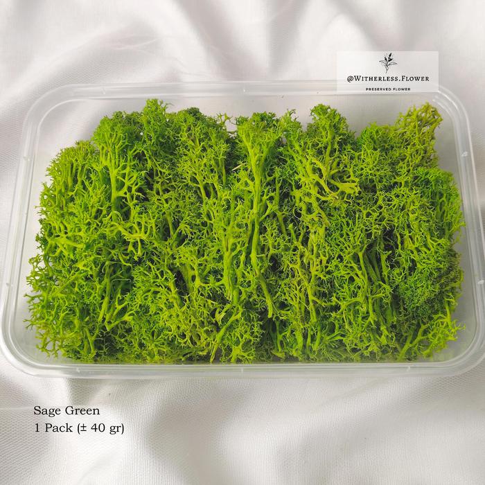 Gambar 40gr Preserved Moss / Nordic Moss / Dried Flower Awetan / Bunga Kering - Sage Green dari Witherless Flower undefined Tokopedia