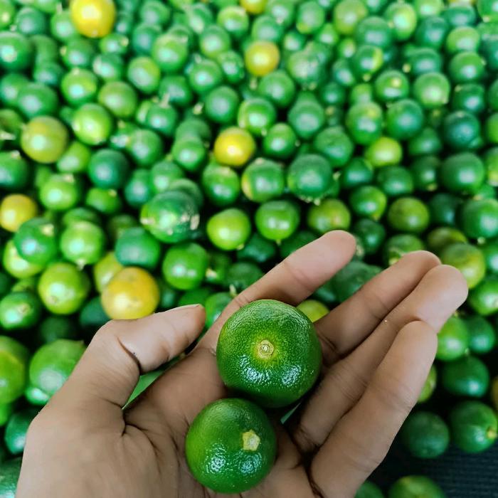 Gambar JERUK SONKIT/ KASTURI/ CALAMANCI PREMIUM SUPER FRESH - 1.kg ukuran kecil dari MONARU SHOOP undefined Tokopedia